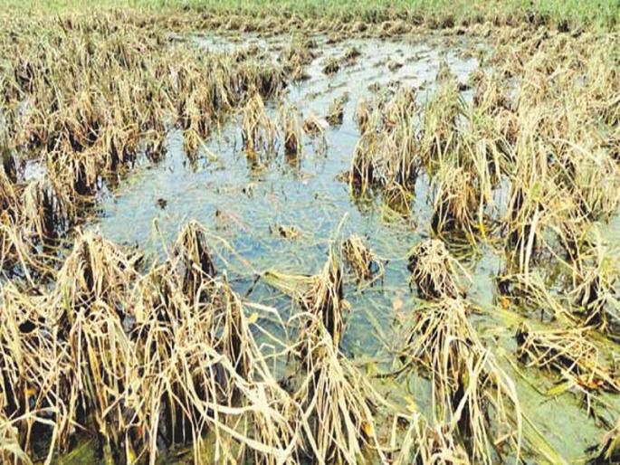 2 crores of damage to the district due to rain; Waiting for help | पावसामुळे जिल्ह्यात ४७५ कोटींचे नुकसान; मदतीची प्रतीक्षा 2 crores of damage to the district due to rain; Waiting for help | पावसामुळे जिल्ह्यात ४७५ कोटींचे नुकसान; मदतीची प्रतीक्षा