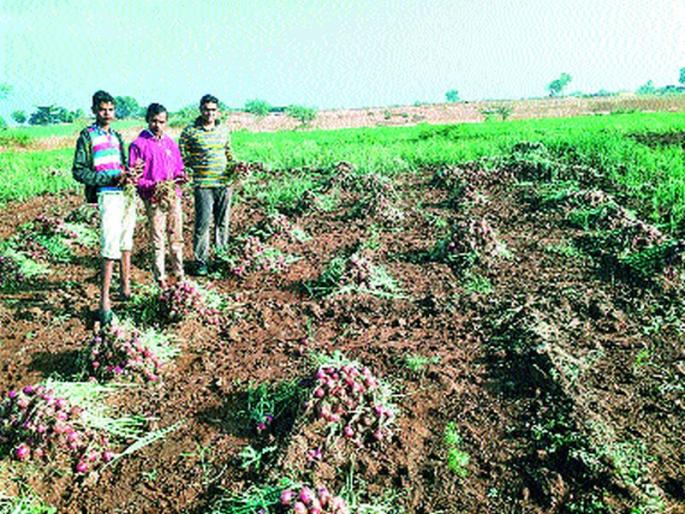 On the sidewalk, onion roasted with water: Farmers worried due to cloudy weather | सायखेड्यात कांदा भिजलापावसाने धावपळ : ढगाळ वातावरणामुळे शेतकरी चिंतित On the sidewalk, onion roasted with water: Farmers worried due to cloudy weather | सायखेड्यात कांदा भिजलापावसाने धावपळ : ढगाळ वातावरणामुळे शेतकरी चिंतित