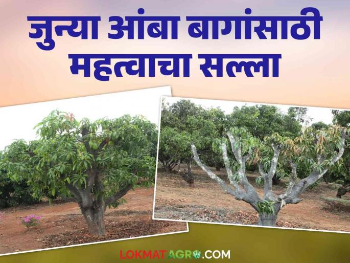 Important advice from Konkan Krishi Vidyapeeth to increase production of old mango orchards | जुन्या आंबा बागेचे उत्पादन वाढविण्यासाठी कोंकण कृषि विद्यापीठाचा महत्वाचा सल्ला Important advice from Konkan Krishi Vidyapeeth to increase production of old mango orchards | जुन्या आंबा बागेचे उत्पादन वाढविण्यासाठी कोंकण कृषि विद्यापीठाचा महत्वाचा सल्ला