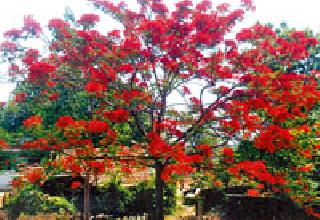 Blissful 'Gulmohar' emerged | आल्हाद देणारा ‘गुलमोहर’ बहरला