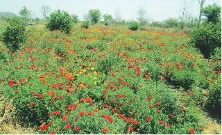 Floral farming | फुलांची शेती