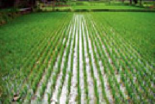 Kharipa planting on 1.9 lakh hectares this year | यंदा १.९० लाख हेक्टरवर खरिपाची लागवड Kharipa planting on 1.9 lakh hectares this year | यंदा १.९० लाख हेक्टरवर खरिपाची लागवड