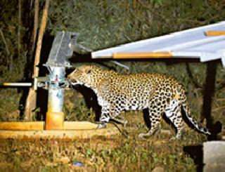 Cooling on the waterfalls - Wildlife Thirsty NTCA Instructions: Turn off the waterfall gradually | पाणवठ्यांवर ठणठणाट - वन्यजीव तहानलेले एनटीसीएच्या सूचना : हळूहळू पाणवठे बंद करा