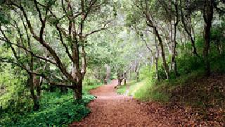 Goldman in Chhattisgarh | छत्तीसगडमधील गोल्डमॅन Goldman in Chhattisgarh | छत्तीसगडमधील गोल्डमॅन