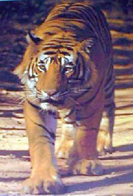 Wildlife-human conflict due to lack of water | पाण्याअभावी वन्यप्राणी-मानव संघर्ष