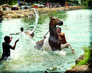 Bathing | अंघोळ अश्वाची