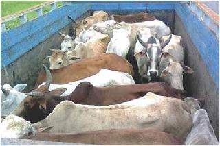 Animal slaughter house for profit! | नफ्यासाठी जनावरे कत्तलखान्यात !