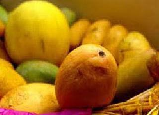 Decrease in mango production | आंबा उत्पादनात घट Decrease in mango production | आंबा उत्पादनात घट