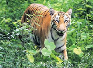 Sixth Tiger Reserve in Bore State! | बोर राज्यातील सहावे टायगर रिझर्व्ह! Sixth Tiger Reserve in Bore State! | बोर राज्यातील सहावे टायगर रिझर्व्ह!