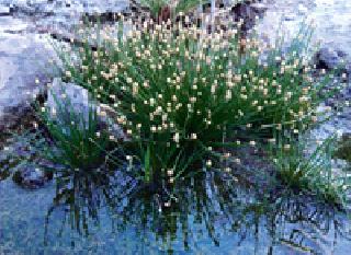 Gozarawani Phule .. | गोजिरवाणी फुले ..