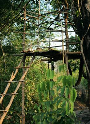 Five wildlife counting will be done in the park | पाच अभयारण्यात होणार वन्यप्राणी गणना