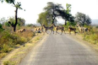 Zodiac | रोह्यांचा कळप.. Zodiac | रोह्यांचा कळप..