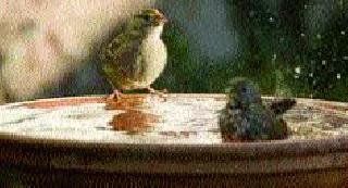 Flavors for the birds prepared by the students | विद्यार्थ्यांनी तयार केले पक्ष्यांसाठी पाणवटे