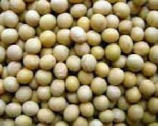 Soybean Seed Expensive | सोयाबीन बियाणे महागले
