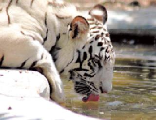 Tiger Reserve - Wildlife in the Wildlife Sanctuary | व्याघ्र प्रकल्प-अभयारण्यांत प्राणिगणना आज