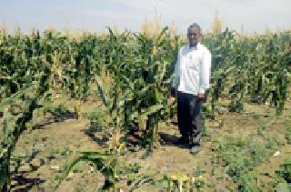 Production of maize grown by farmers in extreme heat | अतिउष्णतामानातही शेतकर्‍याने घेतले मक्याचे उत्पादन