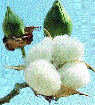 About 90 lakhs of water scarcity | पाणीटंचाईचा ९० लाखांचा आराखडा सादर