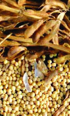 Generation of soybean seeds in the state | राज्यभरात सोयाबीन बियाणे जनजागृती Generation of soybean seeds in the state | राज्यभरात सोयाबीन बियाणे जनजागृती