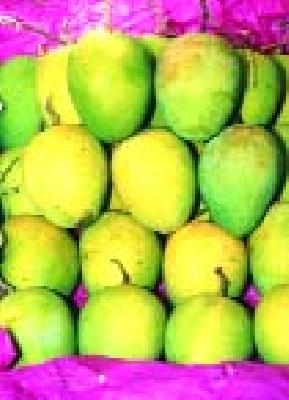 Artificially spawned 4.5 million quintals of mangoes | कृत्रिमरित्या पिकविलेला साडेचार क्विंटल आंबा केला नष्ट