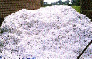 Cotton productivity decreased by 675 kg | कापसाची उत्पादकता ६७५ किलोने घटली