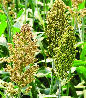 Jowar prices at Rs. 1350 | ज्वारीचे भाव १३५० रुपयांवर