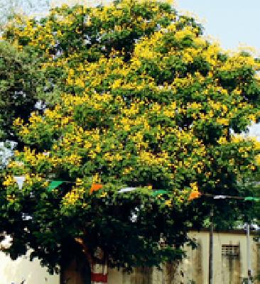 The blooming flower: | गुलमोहर फुलला :