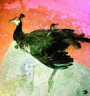 The death of a dog in a dog attack | कुत्र्यांच्या हल्ल्यात लांडोर मृत्युमुखी