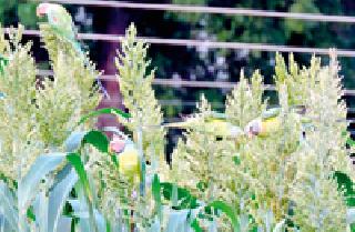 Urine ... | उदरभरण... Urine ... | उदरभरण...