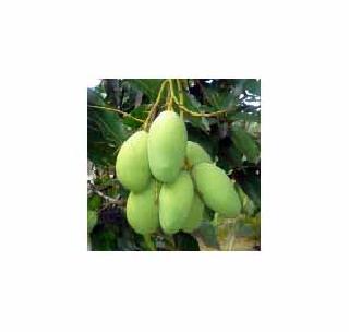 Laborers can not get laborers | आंबे उतरविण्यासाठी मजूर मिळेनात