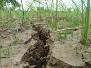25 crore for dry farming | कोरडवाहू शेतीसाठी यंदा २५ कोटी रुपये 25 crore for dry farming | कोरडवाहू शेतीसाठी यंदा २५ कोटी रुपये