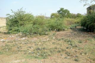Forest in forest colony | फॉरेस्ट कॉलनीतच जंगल