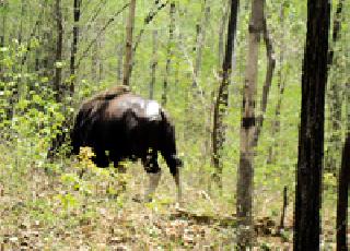 Calculation of 865 wildlife in the Coca Wildlife Sanctuary | कोका वन्यजीव अभयारण्यात ८६५ वन्यप्राण्यांची गणना