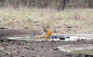 Tiger in Bore Wildlife Sanctuary ... | बोर अभयारण्यातील वाघ...