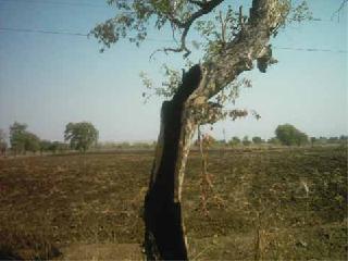 Tree dried fund | वृक्ष वाळविण्याचा फंडा