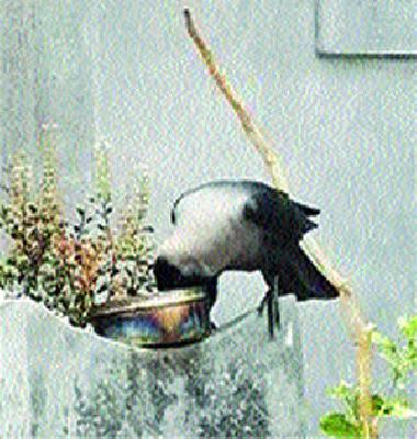 Bird was used to drink drops | थेंबभर पाण्यासाठी पक्ष्यांची होते ससेहोलपट