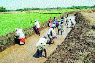 Golmaal in the work of employment guarantee in the district | जिल्ह्यात रोजगार हमीच्या कामात गोलमाल Golmaal in the work of employment guarantee in the district | जिल्ह्यात रोजगार हमीच्या कामात गोलमाल