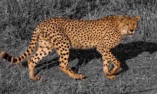 Danger Panic | बिबट्याची दहशत Danger Panic | बिबट्याची दहशत