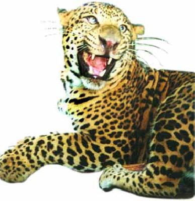 'Sai' escaped from the clutches of leopard | बिबट्याच्या तावडीतून ‘साई’ बचावला