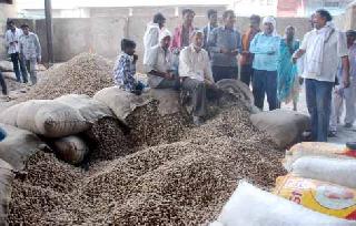 The price of groundnut 3445 rupees | भूईमुगास ३४४५ रूपयांचा भाव