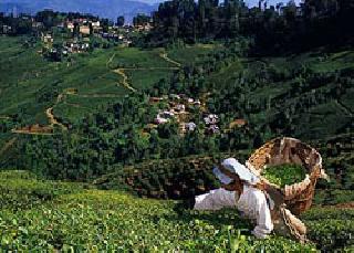 Due to the drought on Darjeeling tea | दार्जिलिंग चहावर दुष्काळाचे सावट Due to the drought on Darjeeling tea | दार्जिलिंग चहावर दुष्काळाचे सावट