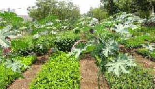 60 thousand seedlings are ready for cultivation at Dharur | धारूर येथे ६० हजार रोपे लागवडीसाठी सज्ज