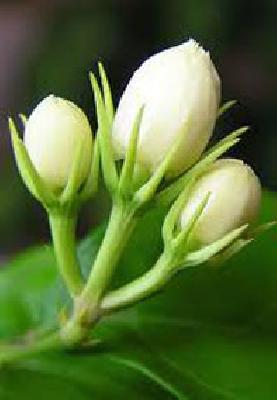 Mogra Rusta | मोगरा रुसला