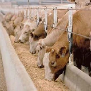36 stables in Ghatkopar unauthorized! | घाटकोपरमधील ३६ तबेले अनधिकृत!