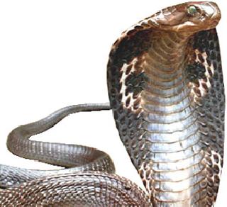 To save the water of Nagaraja | नागराजाला पाणी पाजणे बेतले जिवावर