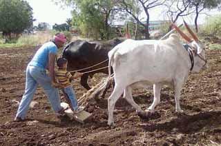 Soybean sowing area will increase by 10 percent | सोयाबीनच्या पेरणी क्षेत्रात १० टक्के वाढ होणार