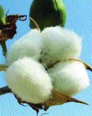 Cotton purchase of 5 lakh quintals | पाच लाख क्विंटल कापसाची खरेदी
