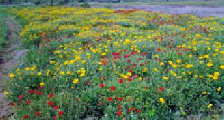 Shevanti's garden is full: | शेवंतीची बाग फुलली :