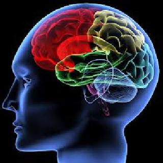 Human brain development is being run on two feet | दोन पायांवर चालत असल्याने मानवी मेंदूचा विकास