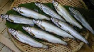 Garbage in pond construction work for fish farming | मत्स्यसंशोधनासाठी बांधलेल्या तलावाच्या कामात गैरव्यवहार