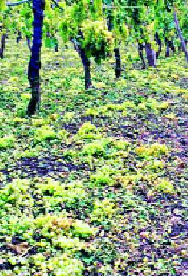 The third phase of hailstorm relief was deposited on the account | गारपीट मदतीचा तिसरा टप्पा खात्यावर जमा